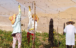 Trabajadoras del campo