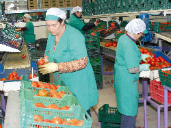 Trabajadoras agrícolas