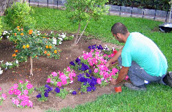 Un jardinero trabajando