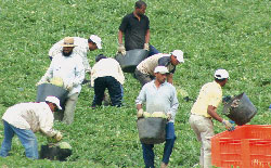 Agricultura